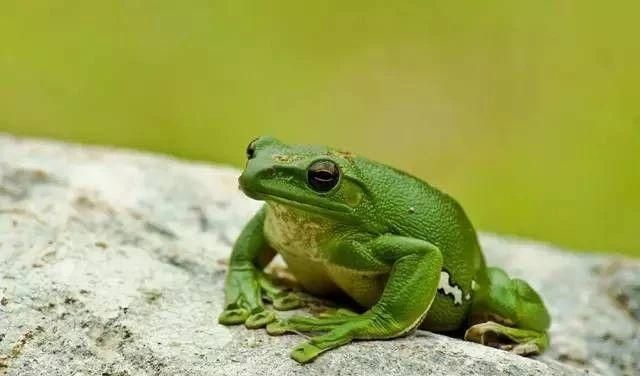 國家禁養(yǎng)野生動物《名錄》出臺，養(yǎng)寵的用戶注意看了！ 