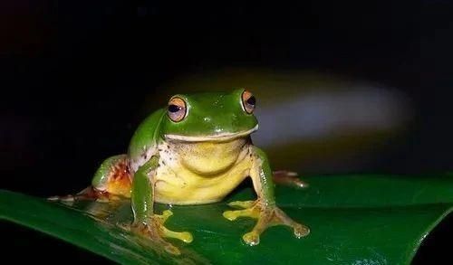 國家禁養(yǎng)野生動物《名錄》出臺，養(yǎng)寵的用戶注意看了！ 