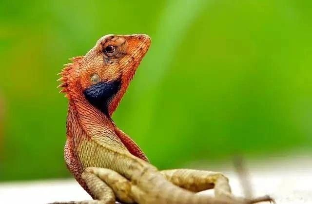 國家禁養(yǎng)野生動物《名錄》出臺，養(yǎng)寵的用戶注意看了！ 
